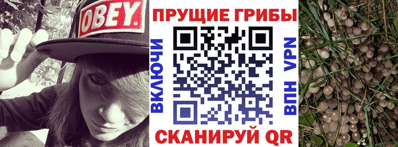 Галлюциногенные грибы Psilocybine cubensis закладки даркнет клад Темрюк